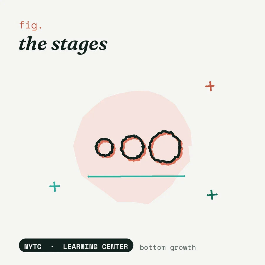 Bottom growth stages — hand-drawn fig plate, NYTC Learning Center